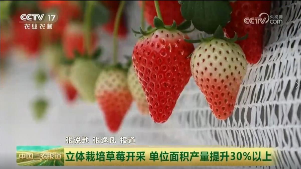 ɽ��ƽ½�����������ݮ����