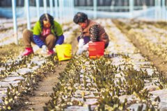 小小羊肚菌撑起农民致富伞