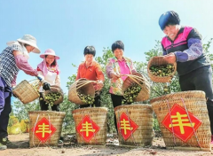 丝苗米山茶油双引擎驱动广东