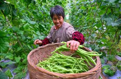 �Ĵ����٣��߲˲���æ