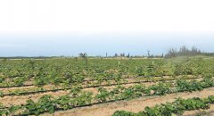 ɳ����������Զ������Ʒ�Ƹ�