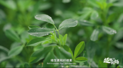 ��һ�òݵ�һ���̣�������ţ