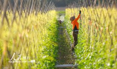 �������ǣ�����ũæ