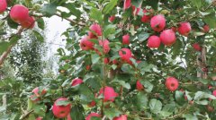 ����Ʈ���������ҵ������