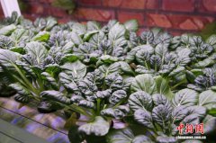 ����ԭ�ݻ����߲ˡ��ʡ�����