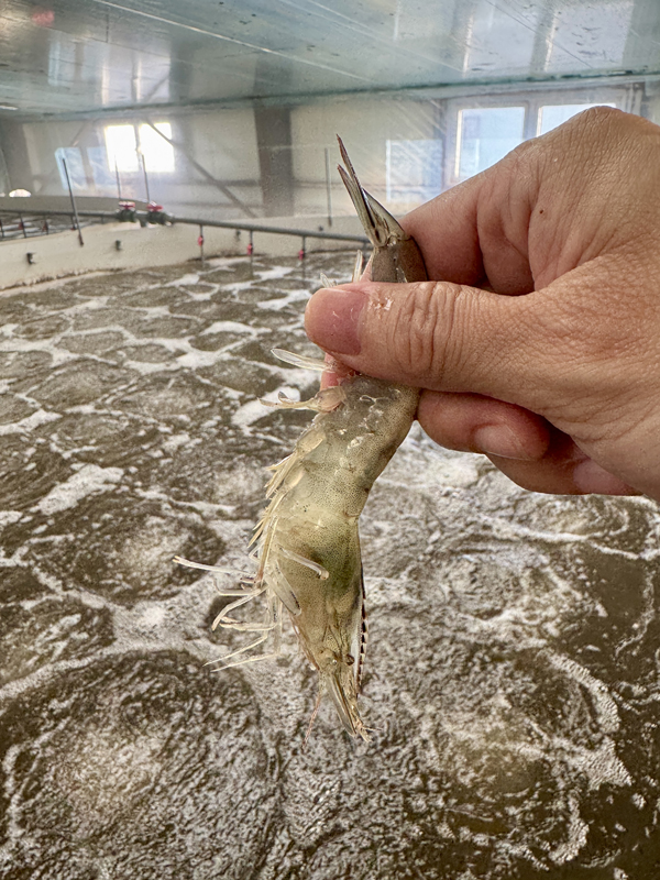 �ú�ˮ��ֳ�Ķ�Ϻ���ڸ�ϸ�壬Ϻ�����������ɷ���