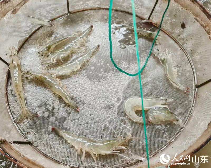 �ÿ�����Ķ�Ϻ����Ө��͸������������������� �δ���