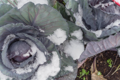 �����޶�������˪��˵İ���