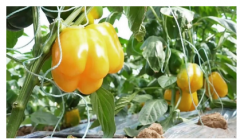 ��С�ʽ����ֳ������ҵ��  