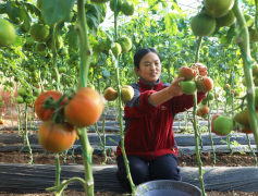 �ӱ���ɽ����������ʩũҵ��