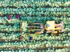 �����ɳ��ء���ɫ�߲�������