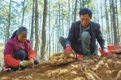 ������ɽ�㡡���²�ҵ��