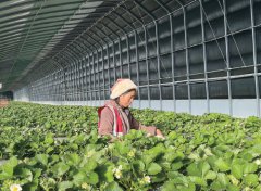 ��ԭ�ֲ�ݮĶ����ֵ��5��Ԫ